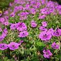 Geranium Pink Penny