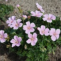 Geranium Pink Pouffe