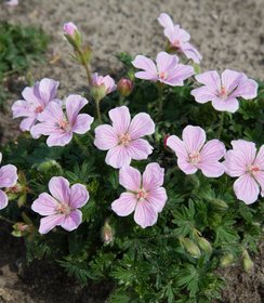 Geranium Pink Pouffe