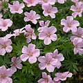 Geranium Pink Pouffe