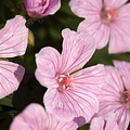 Geranium Pink Pouffe