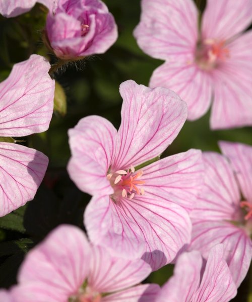 Geranium Pink Pouffe