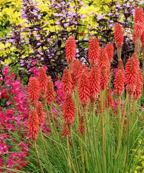 Kniphofia Popsicle Kniphofia Redhot Popsicle