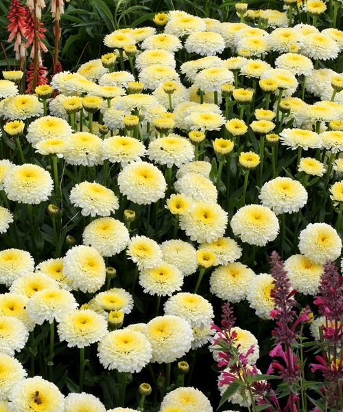 Leucanthemum Luna