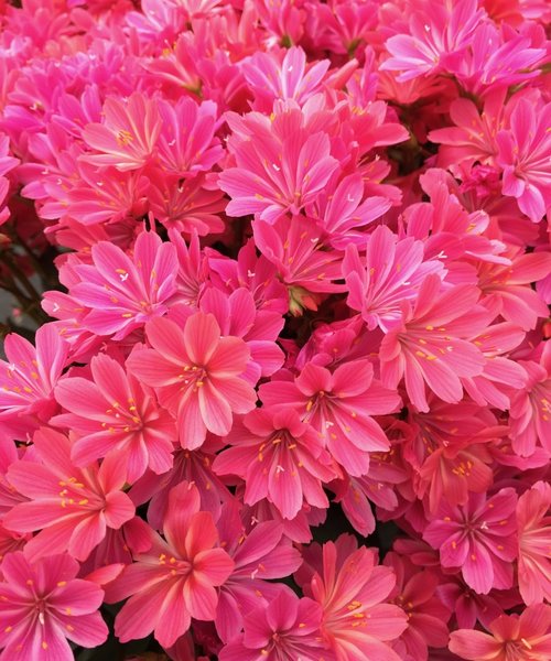 Lewisia Safira Lewisia Safira™ Coral