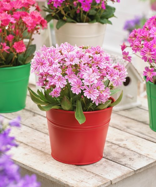 Lewisia Safira™ Pink