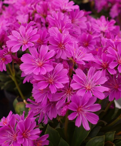 Lewisia Safira™ Violet