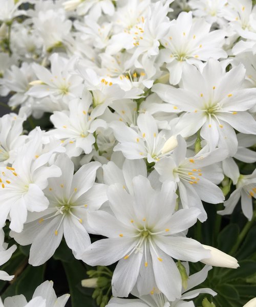 Lewisia Safira Lewisia Safira™ White