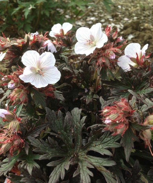 Geranium Black and White