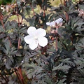 Geranium Black and White