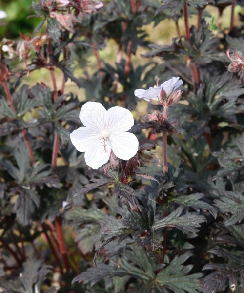 Geranium Black 'n White