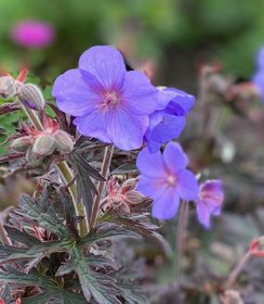 Geranium Boom Chocolatta