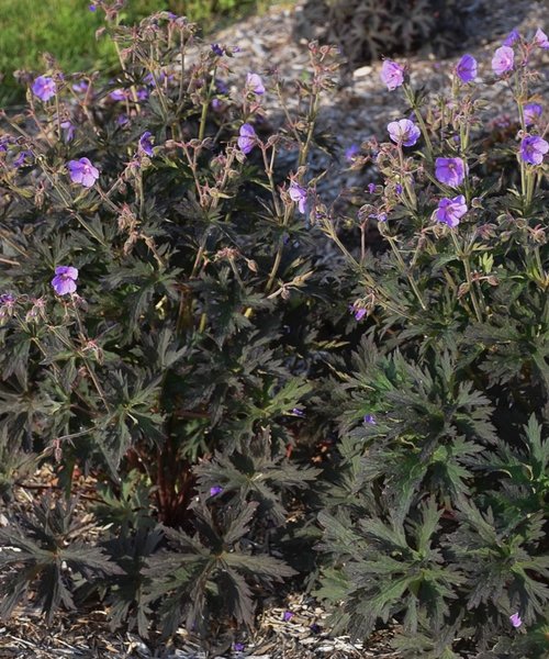 Geranium Boom Chocolatta