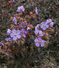 Geranium Hocus Pocus