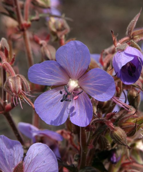 Geranium Hocus Pocus