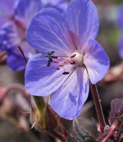 Geranium Midnight Reiter