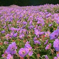 Geranium Sweet Heidy