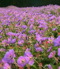 Geranium Sweet Heidy