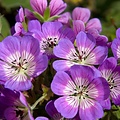 Geranium Sweet Heidy