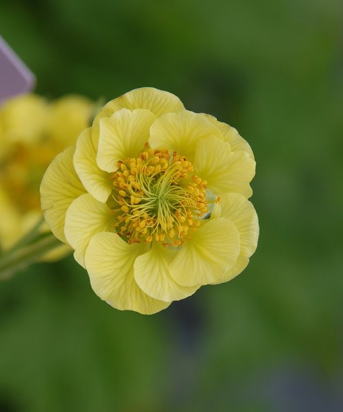 Geum Banana Daiquiri