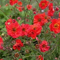 Geum Tempest Geum Fiery Tempest