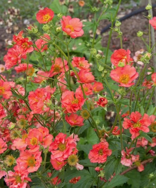 Geum Tempest Geum Coral Tempest