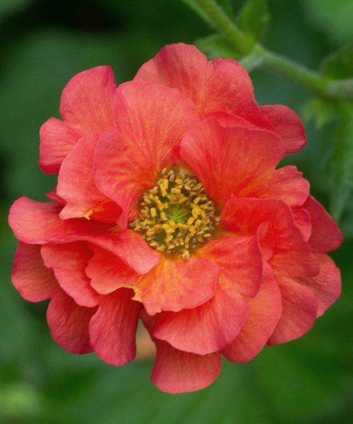 Geum Tempest Geum Coral Tempest