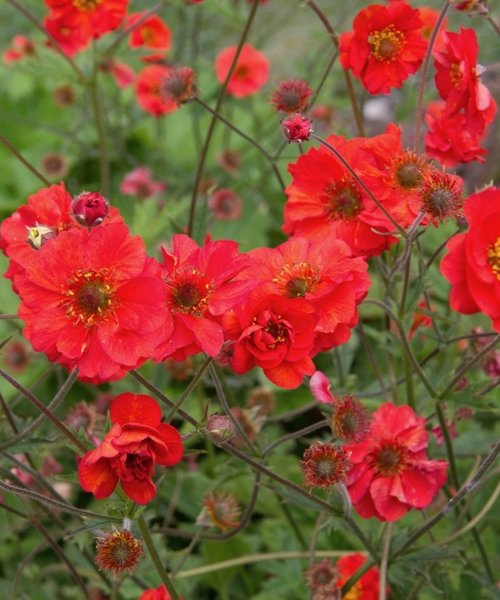 Geum Tempest Geum Coral Tempest