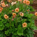 Geum Mai Tai