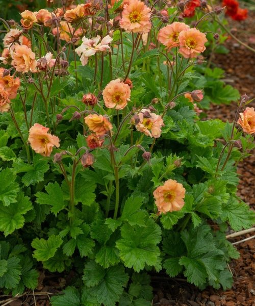 Geum Mai Tai