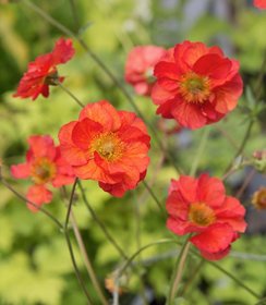 Geum Scarlet Tempest