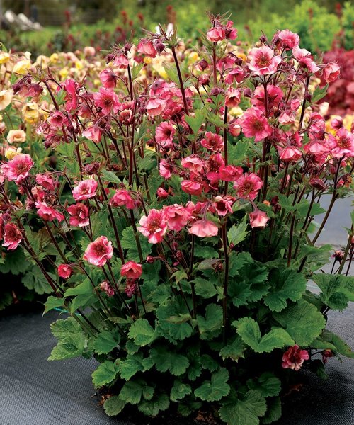 Geum Tempo Rose