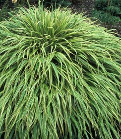 Hakonechloa Albo Striata