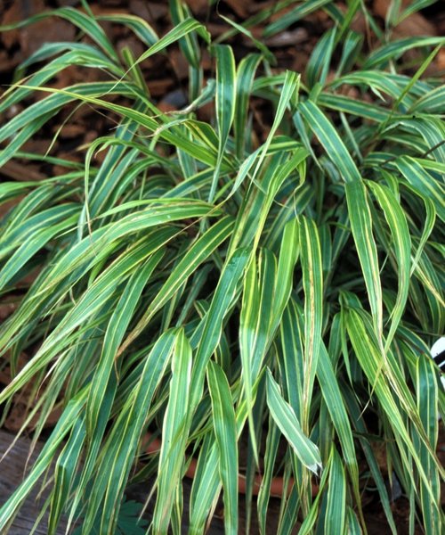 Hakonechloa Albo Striata