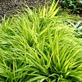 Hakonechloa All Gold