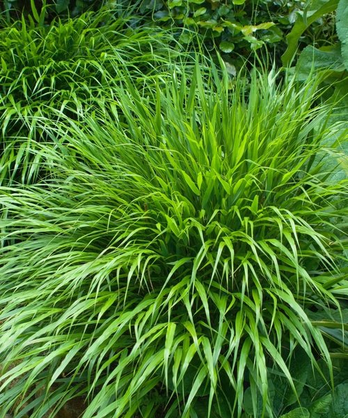 Hakonechloa macra