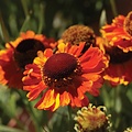 Helenium Mardi Gras