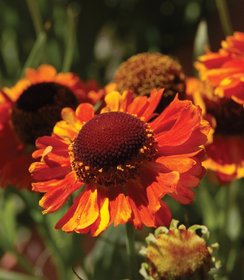 Helenium Mardi Gras