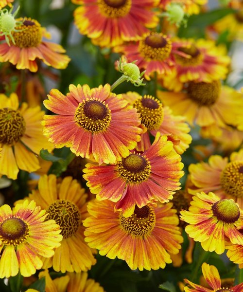 Helenium Peach Sundae