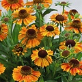 Helenium Short 'n Sassy