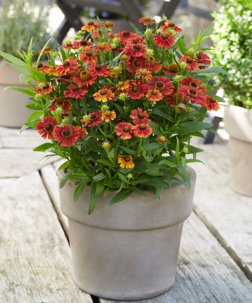 Helenium Strawberry Sundae