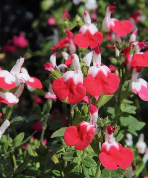 Salvia Little Kiss