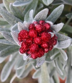 Helichrysum Red Jewel