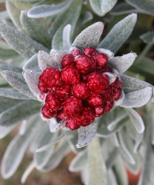 Helichrysum Red Jewel