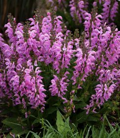 Salvia Fashionista Pretty in Pink