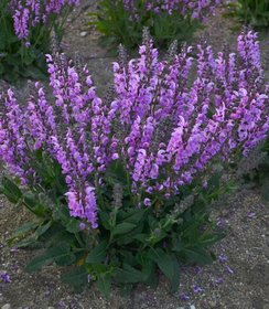 Salvia Fashionista Lilac Lipstick