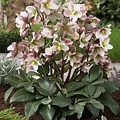 Helleborus Pirouette