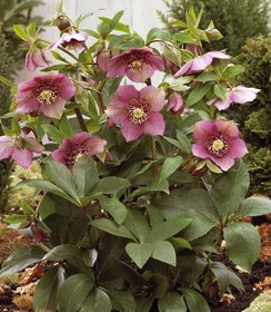 Helleborus Tutu