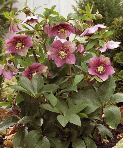 Helleborus Tutu