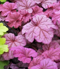 Heuchera Berry Smoothie